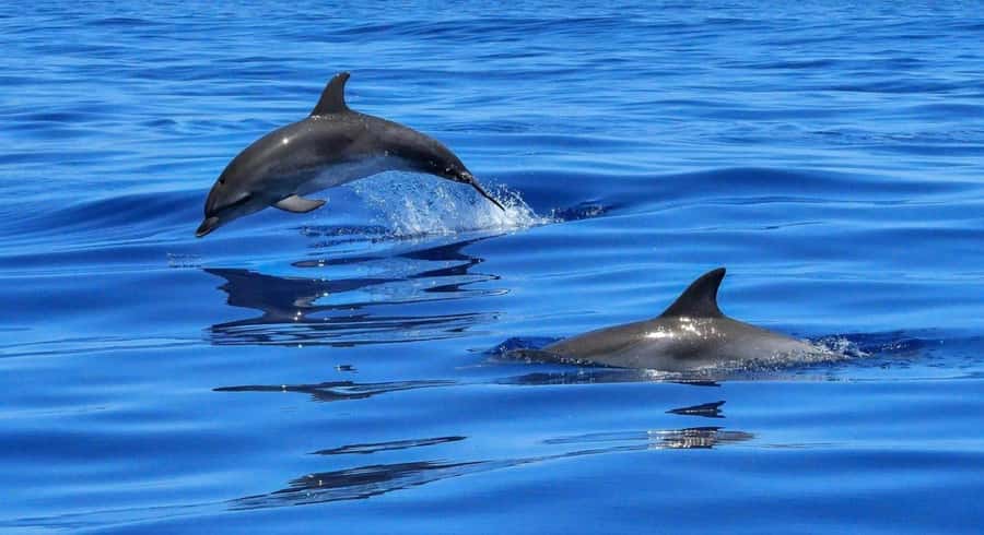 Muscat Dolphin Watching & Coastal Sightseeing Tour - Key points to know before booking