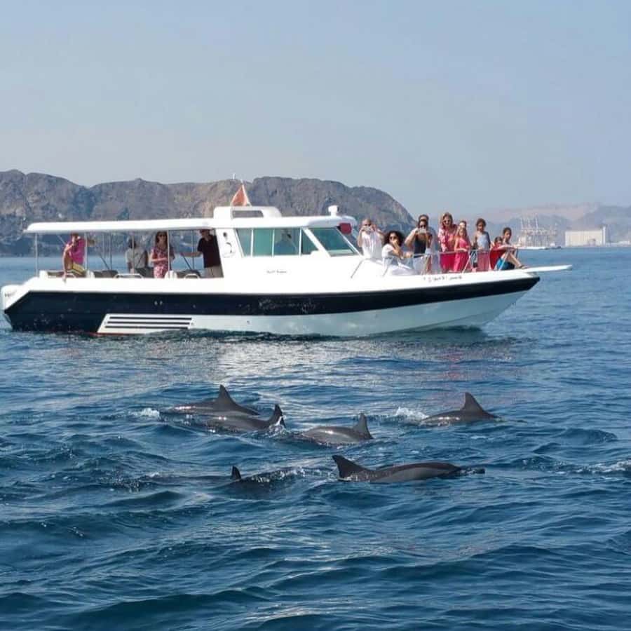 Muscat Dolphin Watching & Coastal Sightseeing Tour - Watching dolphins without a guarantee