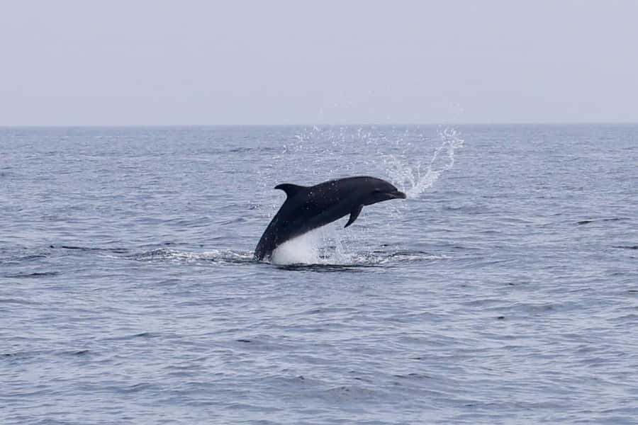 Muscat Dolphin Watching & Coastal Sightseeing Tour - Snacks, drinks, and the practical value of $35