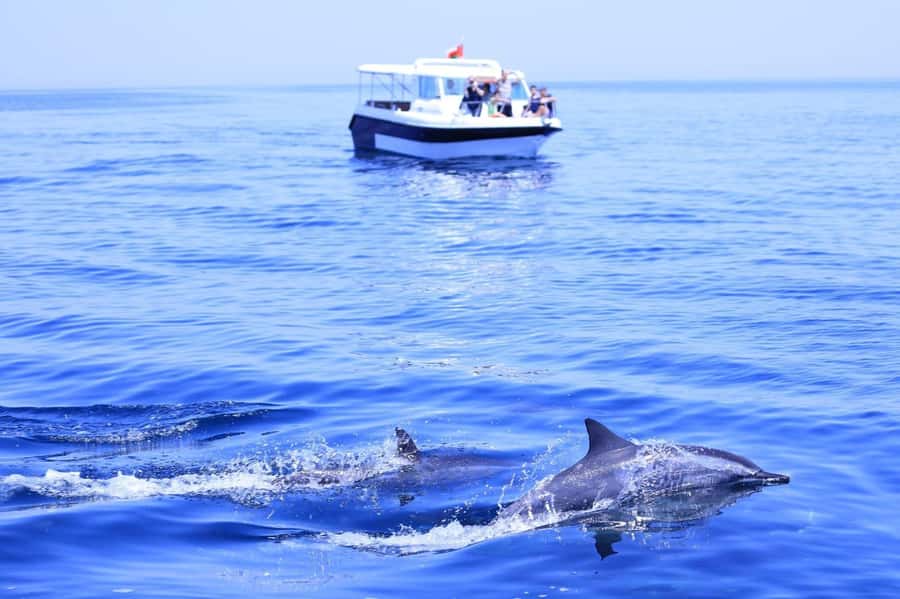 Muscat Dolphin Watching & Coastal Sightseeing Tour - The 105-minute speedboat search