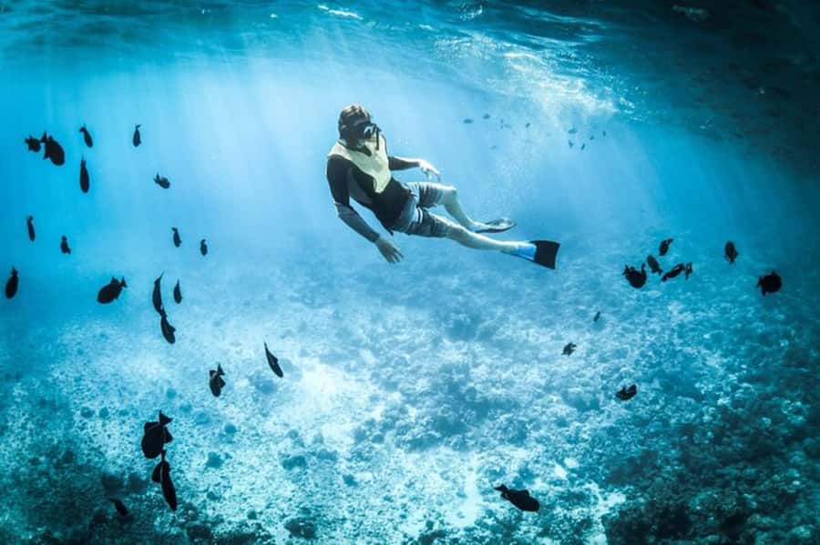Muscat: Snorkeling and Dolphin Watching Tour - Key points before you book