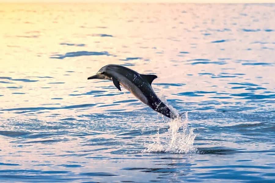Muscat: Snorkeling and Dolphin Watching Tour - Leaving Muscat from Marina Bandar Al Rowdha