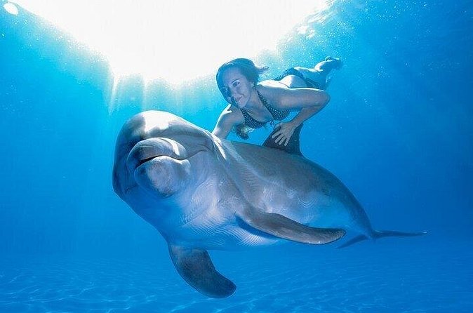 Must-DO The only and Unique Natural Space Dolphin Encounter Cabo - Practical booking advice for Cabo families