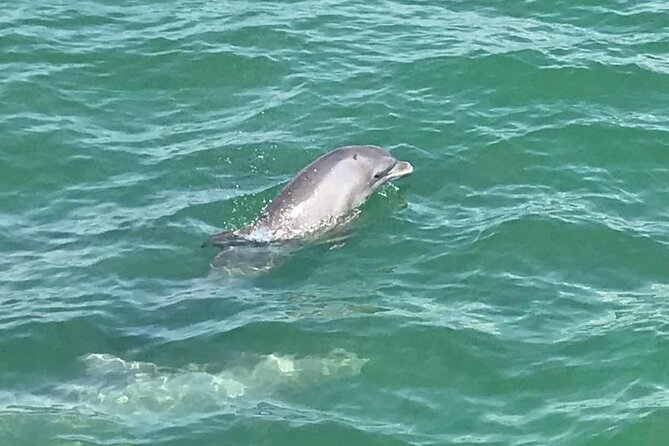Myrtle Beach Dolphin Cruise - Wind, waves, and the chance of getting wet