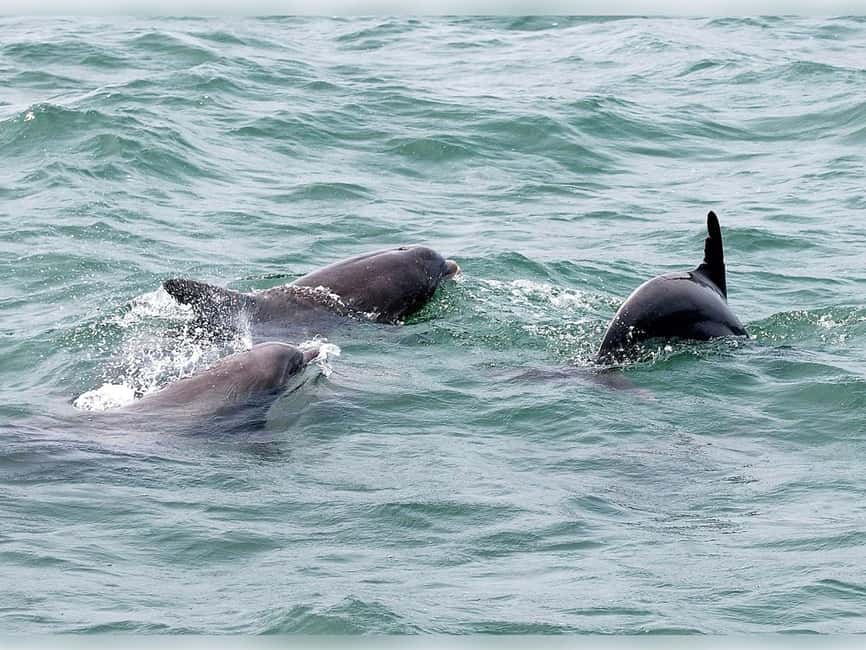 Myrtle Beach: Dolphin Cruise on the Sea Screamer - Three different experiences during one two-hour cruise