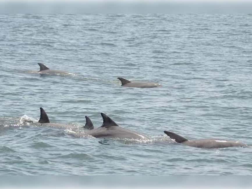 Myrtle Beach: Dolphin Cruise on the Sea Screamer - The Intracoastal Waterway sets a calmer opening pace
