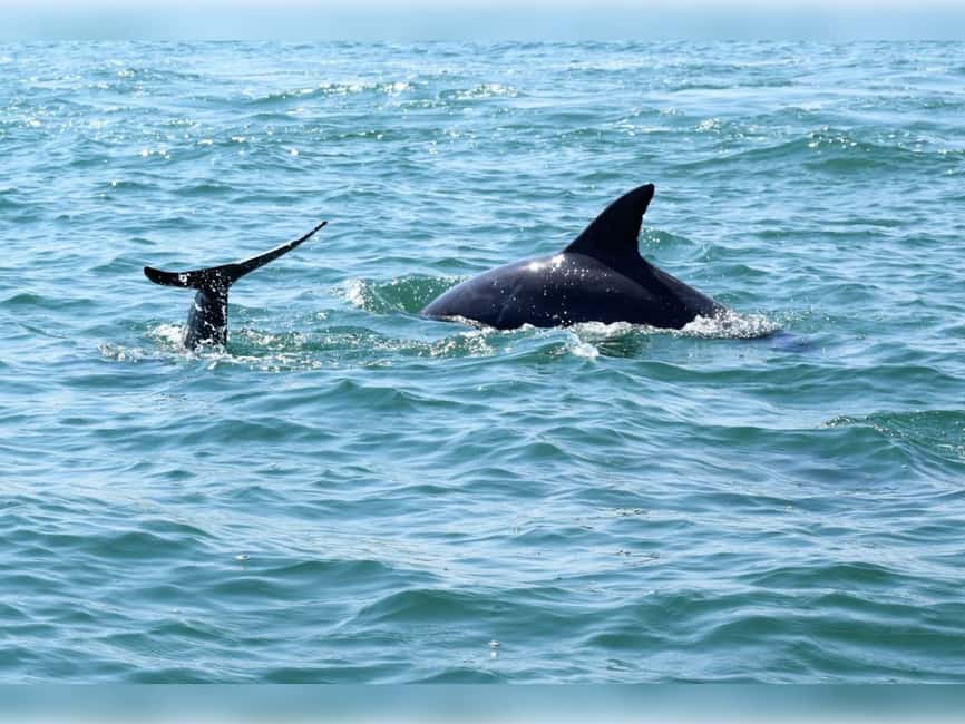 Myrtle Beach: Dolphin Cruise on the Sea Thunder - Three experiences in one 90-minute cruise