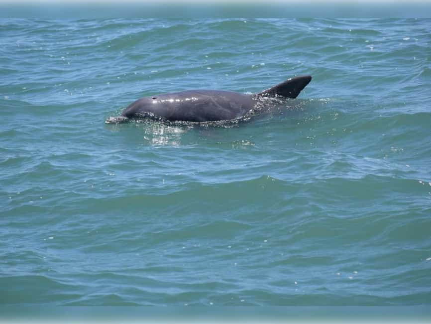 Myrtle Beach: Dolphin Cruise on the Sea Thunder - What the crew adds to the ride
