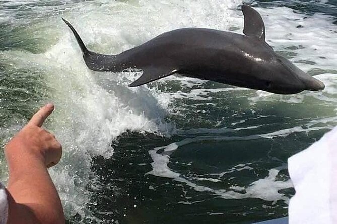 Myrtle Beach Dolphin Cruise - Searching for dolphins in their natural habitat