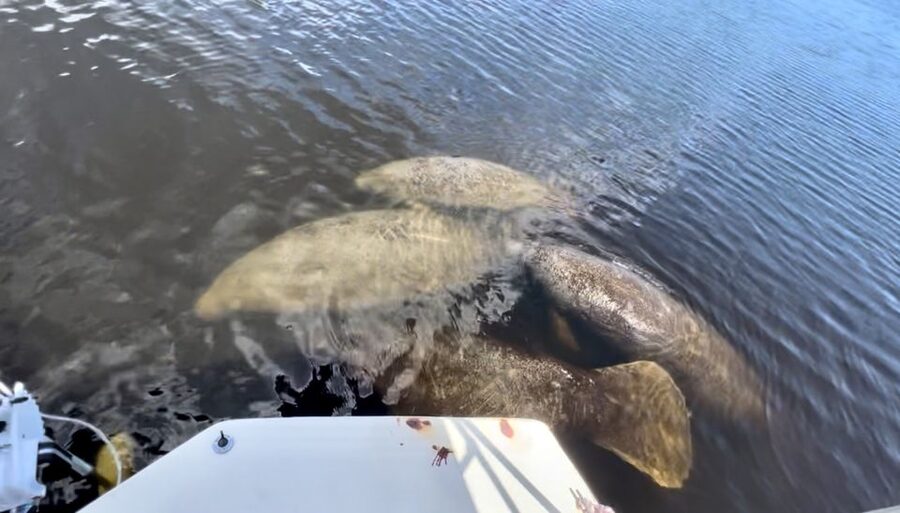 Naples, FL: Manatee, Dolphin, 10,000 Islands Beach Eco Tour - Key points at a glance
