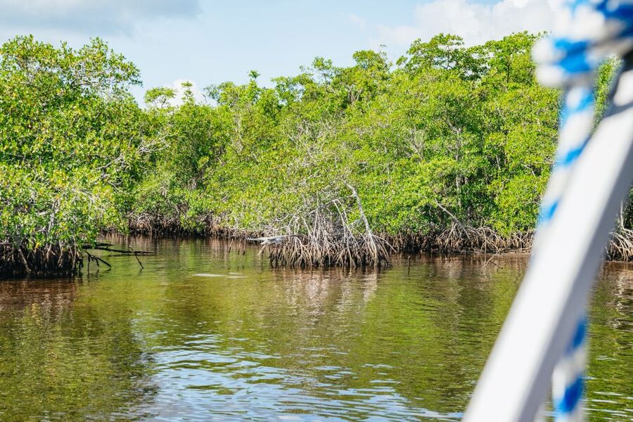 Naples, FL: Manatee, Dolphin, 10,000 Islands Beach Eco Tour - Should you book this Ten Thousand Islands tour?