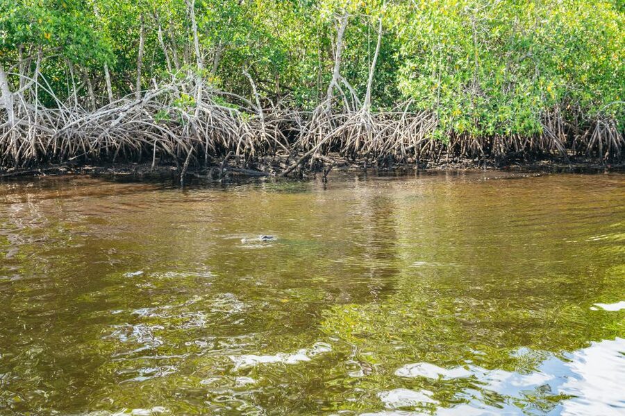 Naples, FL: Manatee, Dolphin, 10,000 Islands Beach Eco Tour - Who will enjoy this Naples boat tour?