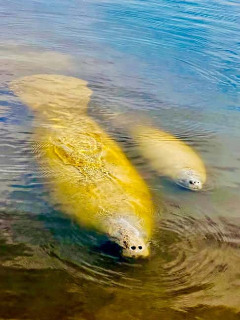 Naples, FL: Manatee, Dolphin, 10,000 Islands Beach Eco Tour - Across the glittering harbor and bay