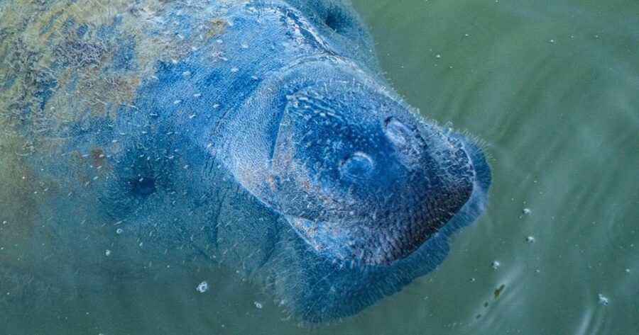Naples, FL: Manatee, Dolphin, 10,000 Islands Sunset Cruise - Whitehorse Key and the shelling stop
