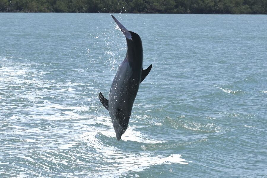 Naples, FL: Manatee, Dolphin, 10,000 Islands Sunset Cruise - Cruising into the Everglades