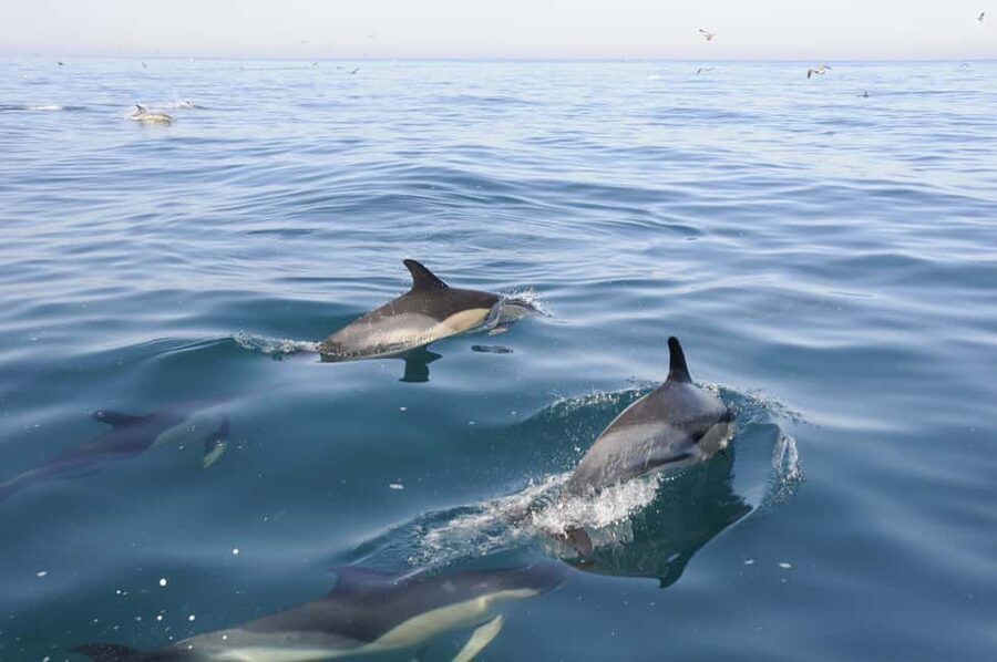 Nazaré: Dolphin Safari - Key points to know before sailing