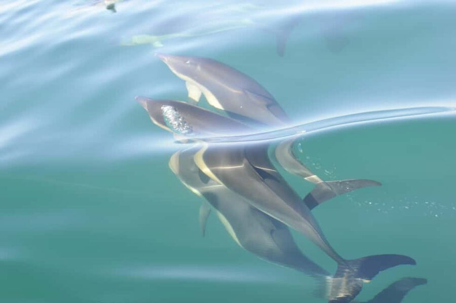 Nazaré: Dolphin Safari - Watching dolphins in the wild