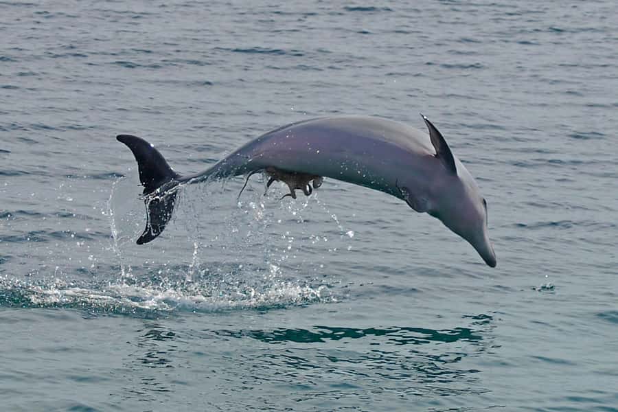 Nelson Bay: Dolphin Watch Cruise and Sail - Quick reasons to consider this cruise