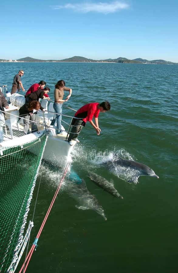 Nelson Bay: Dolphin Watch Cruise and Sail - Setting out from d’Albora Marina Nelson Bay