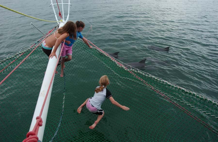 Nelson Bay: Dolphin Watch Cruise and Sail - The best viewing spots on Imagine