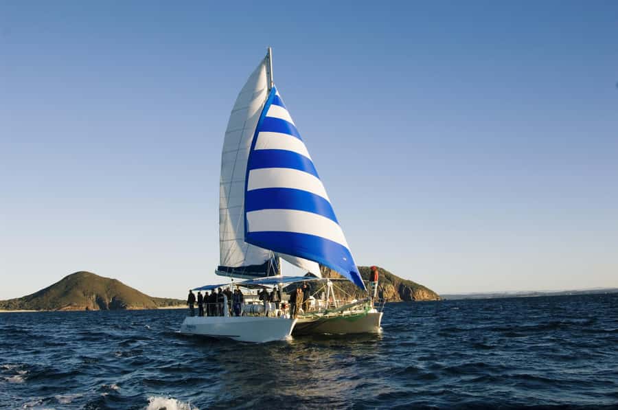 Nelson Bay: Dolphin Watch Cruise and Sail - One and a half hours among Port Stephens dolphins