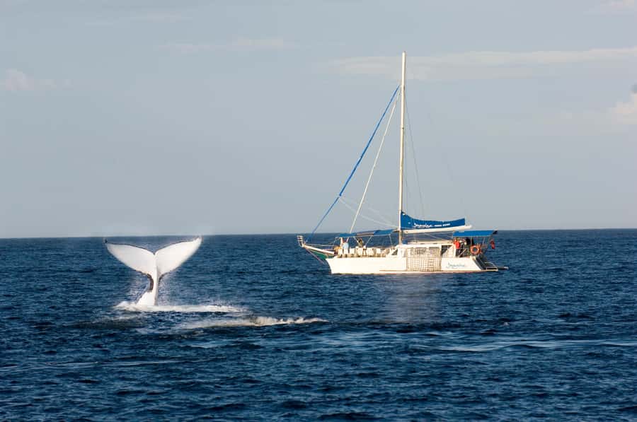 Nelson Bay: Whale and Dolphin Watching Catamaran Cruise - Key Points Before You Book
