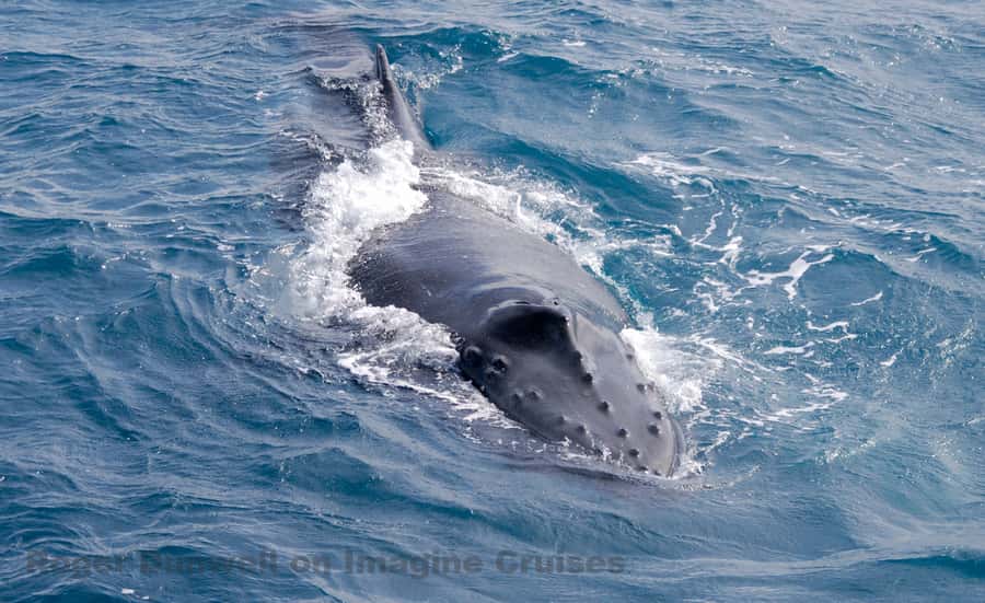 Nelson Bay: Whale and Dolphin Watching Catamaran Cruise - Leaving From Dock C at d’Albora Nelson Bay