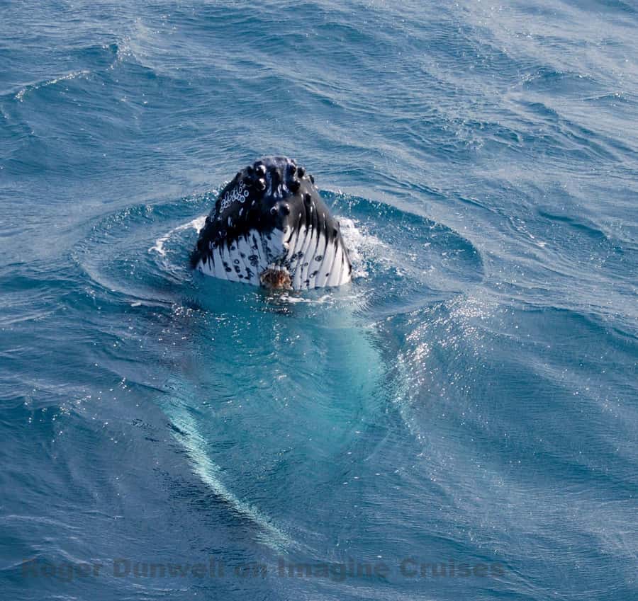 Nelson Bay: Whale and Dolphin Watching Catamaran Cruise - Three Hours Searching for Humpback Whales