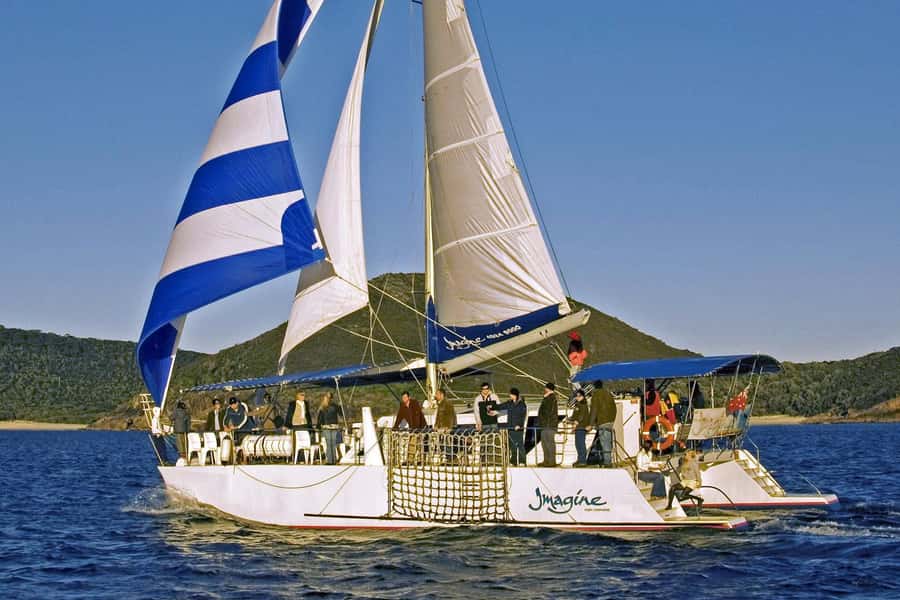 Nelson Bay: Whale and Dolphin Watching Catamaran Cruise - What Whale Sightings Can Look Like