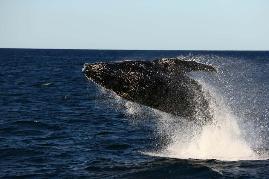 Nelson Bay: Whale and Dolphin Watching Catamaran Cruise - The Boat: Why a Catamaran Helps