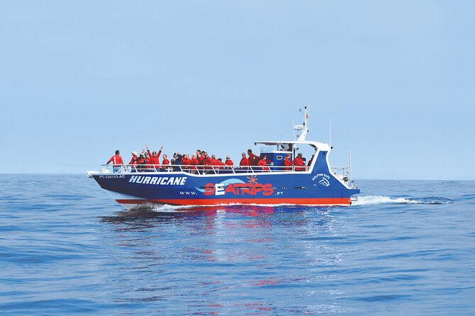 NEW Lagos-Watching Dolphins and Benagil Cave with Biologists - Key things to know before booking