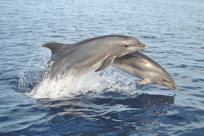 NEW Lagos-Watching Dolphins and Benagil Cave with Biologists - From Lagos Marina to the open Atlantic