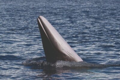 NEW Lagos-Watching Dolphins and Benagil Cave with Biologists