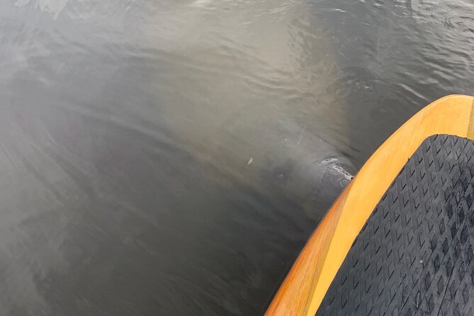 New Smyrna Dolphin and Manatee Kayak and SUP Adventure Tour - At a glance