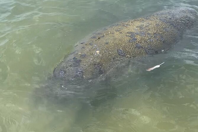 New Smyrna Dolphin and Manatee Kayak and SUP Adventure Tour - Is two hours enough for $65?
