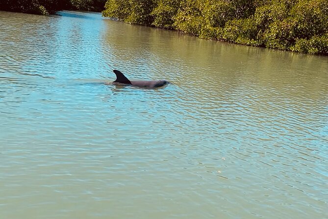 New Smyrna Dolphin and Manatee Kayak and SUP Adventure Tour - Who will enjoy this most?