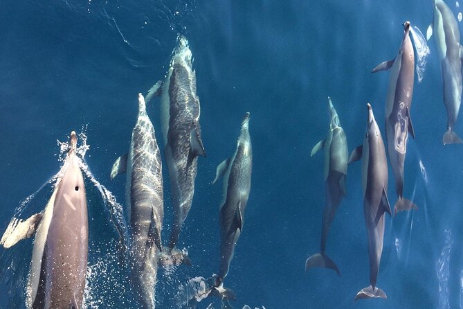Newcastle: Port Stephens day tour - Dolphins, hike & swim! - Little Beach for swimming and a slower hour