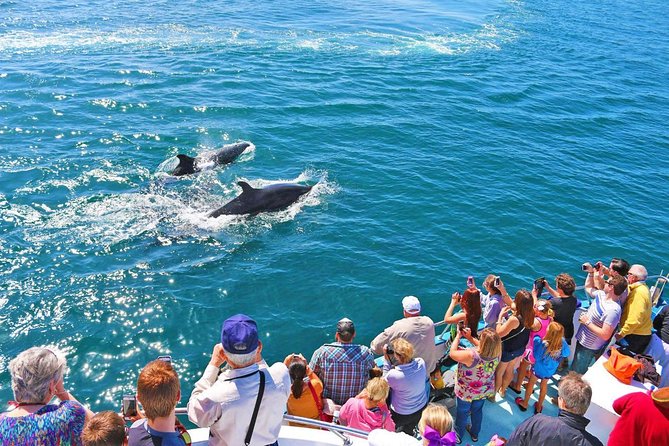 Newport Beach: Whale and Dolphin-Watching Cruise - Why Newport Harbor works well for whale watching