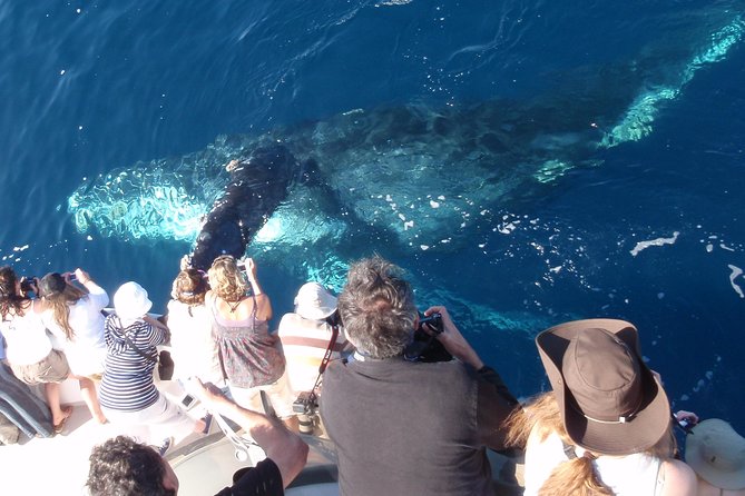 Newport Beach: Whale and Dolphin-Watching Cruise - From Balboa Island to Corona del Mar