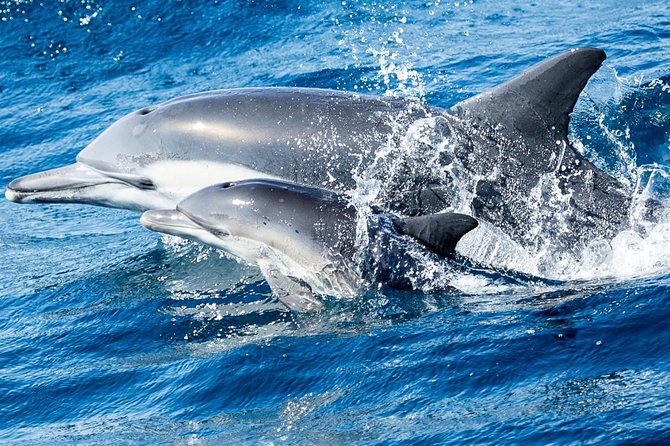 Newport Beach: Whale and Dolphin-Watching Cruise - The main two-hour search for whales and dolphins