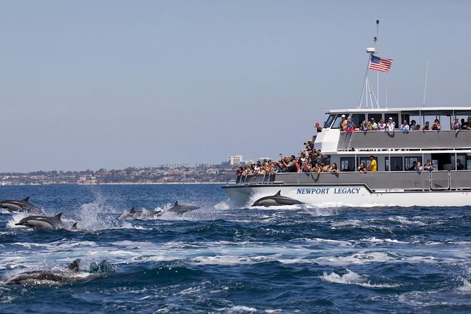 Newport Beach: Whale and Dolphin-Watching Cruise - Seasonal timing and what you may actually see