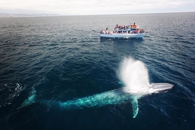 Newport Beach: Whale and Dolphin-Watching Cruise - What the boat ride feels like for families