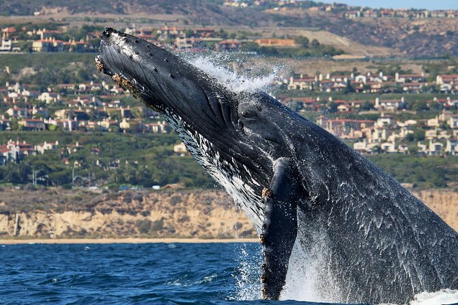 Newport Beach: Whale and Dolphin-Watching Cruise - Who should book this cruise?