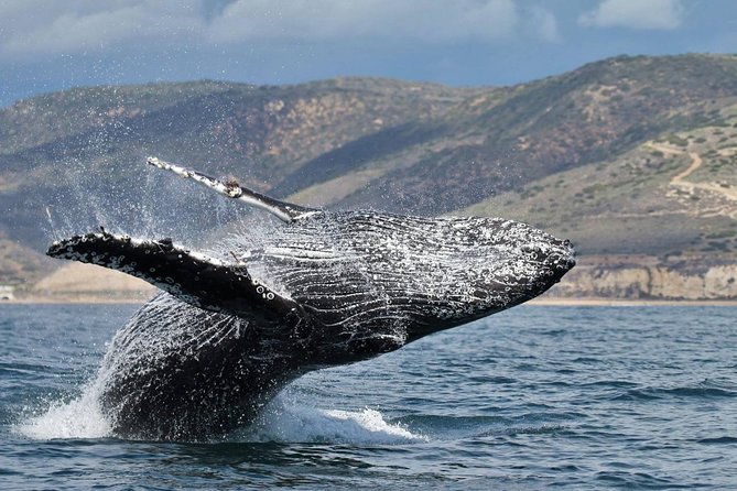 Newport Beach Whale and Dolphin Watching Cruise - Booking, cancellation, and practical details