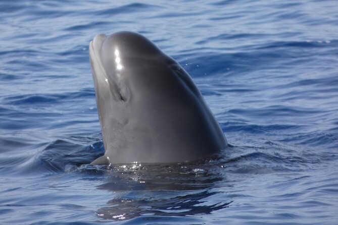 No chase Whale & Dolphin tour putting Marine Life first - we care - Setting Sail on Bahriyeli From Los Cristianos