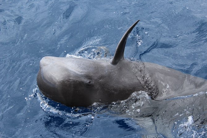 No chase Whale & Dolphin tour putting Marine Life first - we care - Dolphins, Turtles, and Passing Species