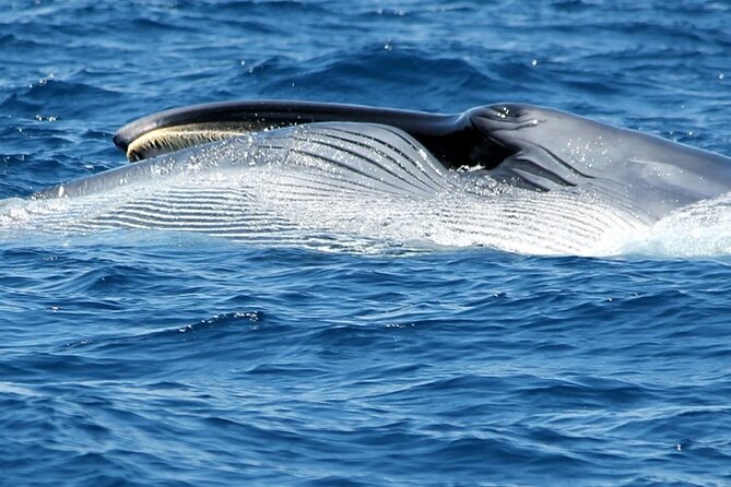 No chase Whale & Dolphin tour putting Marine Life first - we care - Finding a Good Place to Watch