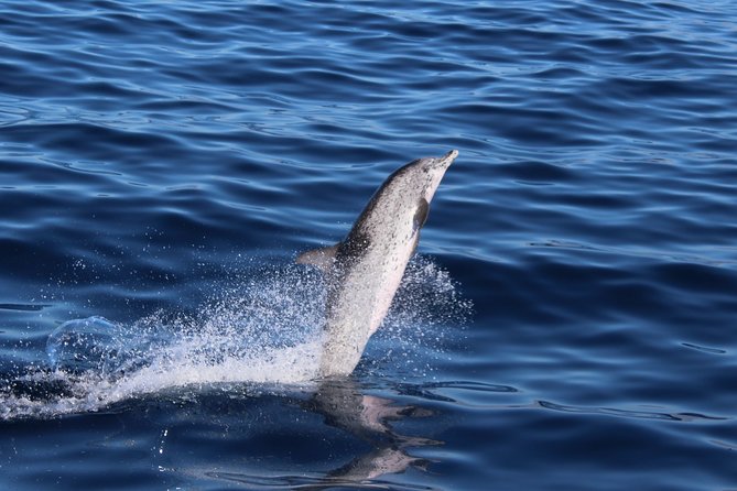 No chase Whale & Dolphin tour putting Marine Life first - we care - Who Will Enjoy This Two-Hour Cruise