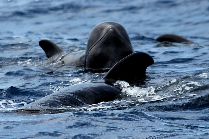 No chase Whale & Dolphin tour putting Marine Life first - we care - The First Stretch: South Tenerife and Mount Teide