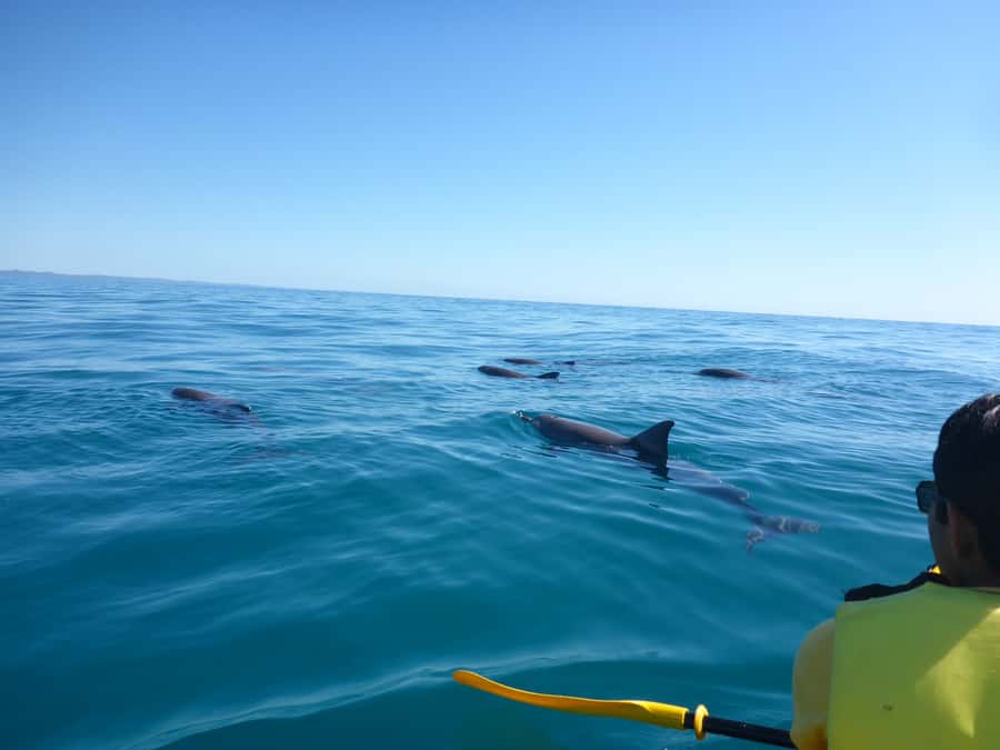 Noosa: Epic Ocean Kayak with Dolphins & 4WD Beach Adventure - Crossing Noosa North Shore by ferry and 4WD
